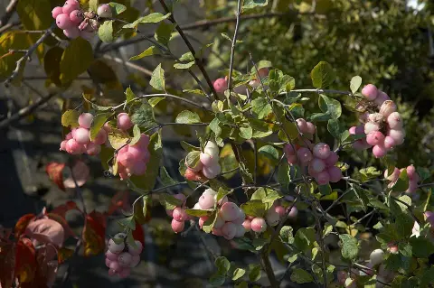 Halványrózsaszín hóbogyó / Symphoricarpos x doorenbosii 'Mother of Pearl'