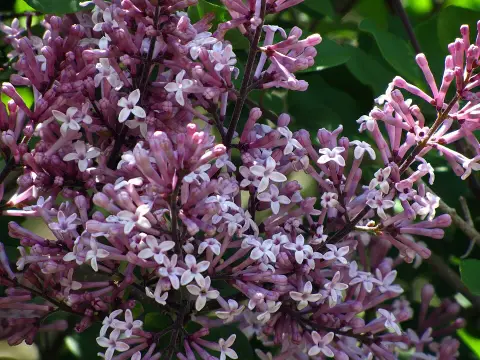 Lila virágú törpeorgona / Syringa meyeri 'Palibin'