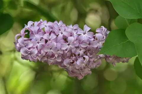 Sötétlila virágú kerti orgona / Syringa vulgaris 'Andeken an Ludwig Spath'