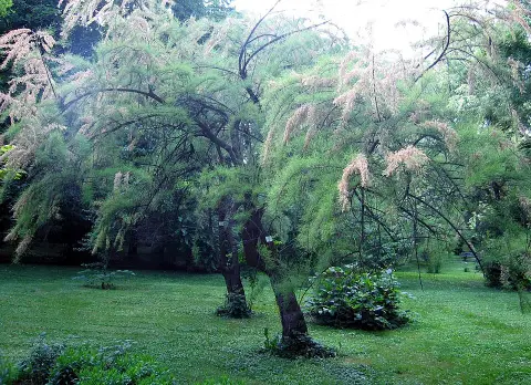 Tamariska / Tamarix tetrandra