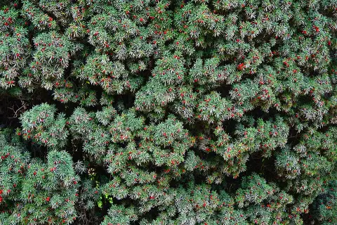 Oszlopos tiszafa / Taxus baccata 'Overeynderii'