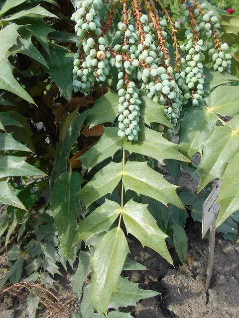 Örökzöld borbolya / Berberis x media 'Parkjuweel'