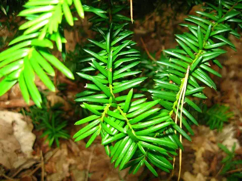 Oszlopos tiszafa / Taxus x media 'Hillii'
