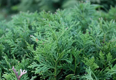 Törpe gömbtuja / Thuja occidentalis 'Danica'