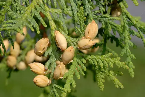 Törpe zöld gömbtuja / Thuja occidentalis 'Waterfield'