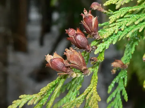 Sárgás hajtásvégű, kúp alakú, oszlopos óriás tuja / Thuja plicata '4ever' ® ('Goldy')