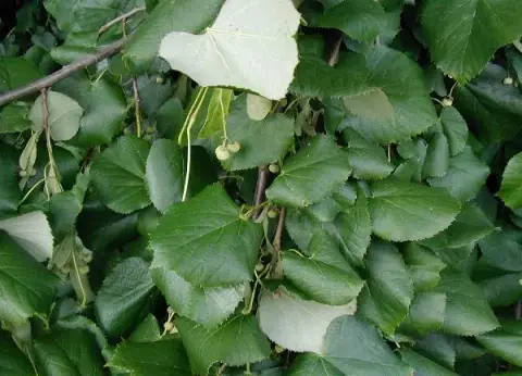 Ezüst hárs / Tilia tomentosa