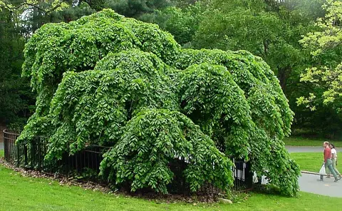 Csüngőágú szil / Ulmus glabra 'Camperdownii'