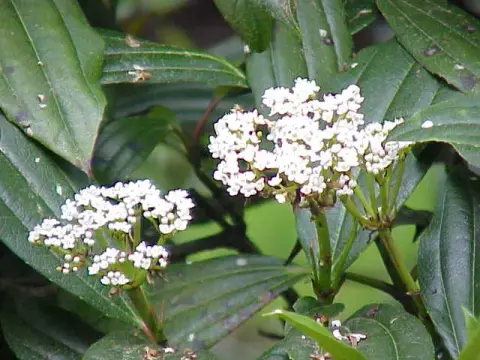 Örökzöld bangita / Viburnum davidii