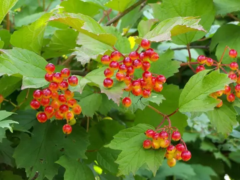 Kányabangita / Viburnum opulus 'Xanthocarpum'