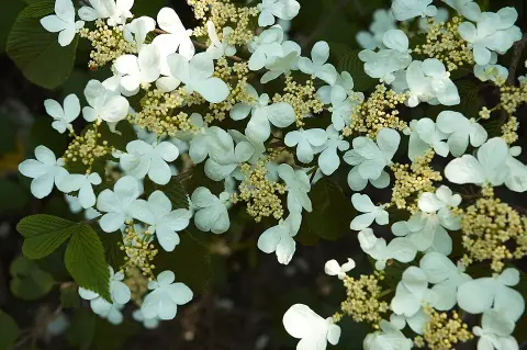 Redőslevelű bangita / Viburnum plicatum 'Mariesii'