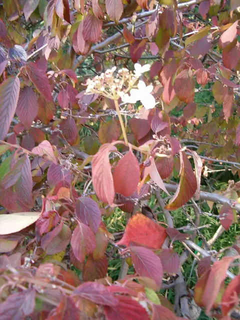 Redőslevelű bangita / Viburnum plicatum 'Tomentosum'