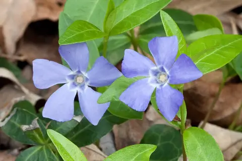 Sárga-tarka levelű kis meténg / Vinca minor 'Blue and Gold'