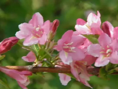 Piros virágú, zöld levelű rózsalonc / Weigela florida 'Courtared'