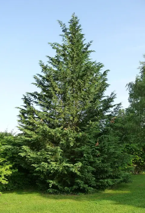 Oszlopos sárga leyland ciprus / x Cupressocyparis leylandii 'Gold Rider'