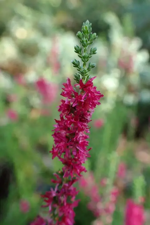 Piros színű csarab / Calluna vulgaris 'Disco Queen'