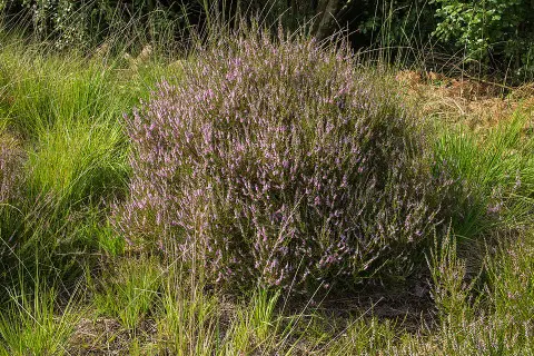 Rubinvörös színű csarab / Calluna vulgaris 'Red Pimpernel'