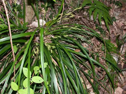 Tarka levelű sás / Carex morrowii 'Vanilla Ice'