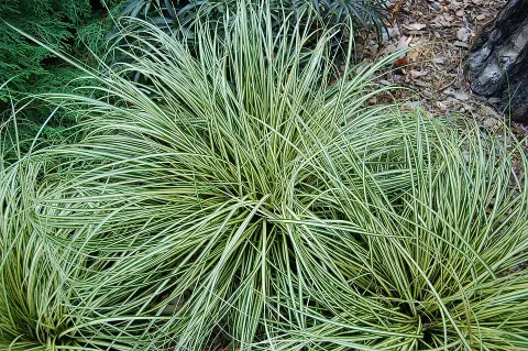 Madárlábú sás / Carex oshimensis 'Evergold'