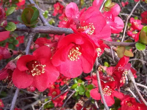 Narancssárga virágú japánbirs / Chaenomeles x superba 'Orange Trail'