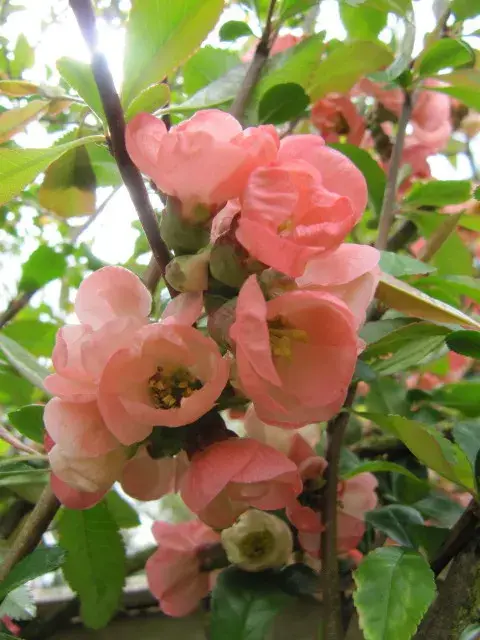 Rózsaszín virágú japánbirs / Chaenomeles x superba 'Pink Lady'