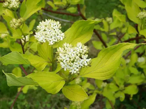 Fehér som / Cornus alba