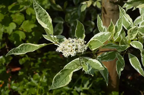 Fehér-tarka levelű, piros vesszejű som / Cornus alba 'Elegantissima'