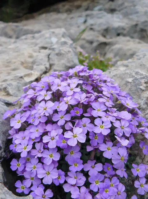Pázsitviola / Aubrieta ROCK ON® 'Pink'