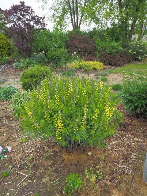 Borsófürt / Baptisia DECADENCE® 'Vanilla Cream'