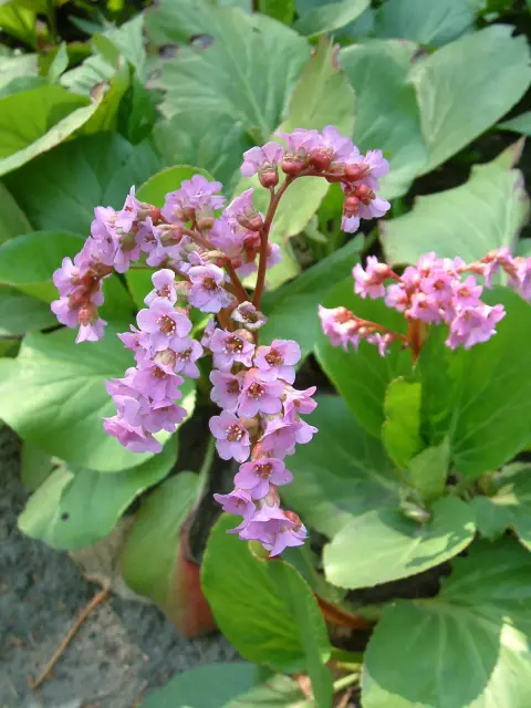 Szívlevelű bőrlevél / Bergenia cordifolia 'Winterglut'