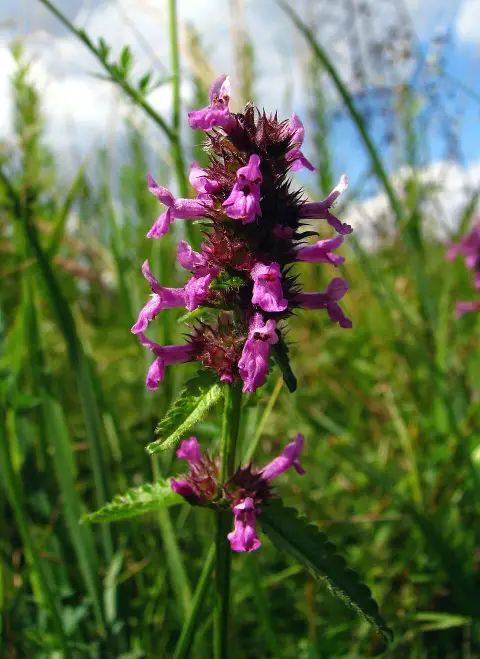 Orvosi bakfű / Betonica (syn. Stachys) officinalis 'Summer Snowcone'