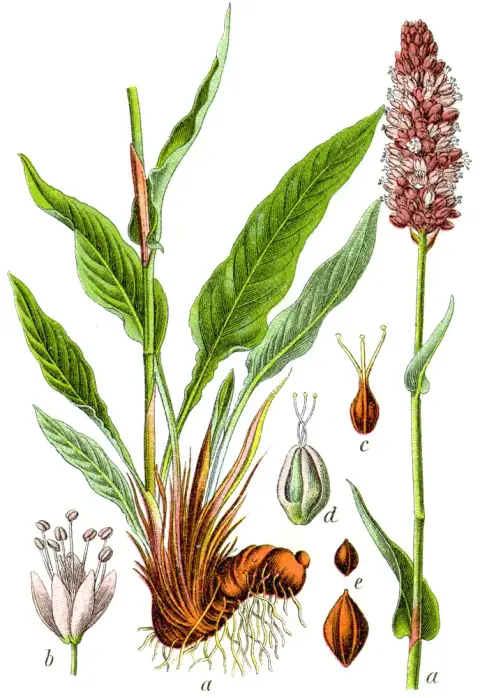 Szárölelő keserűfű / Bistorta (syn. Polygonum) amplexicaulis 'JS Keep Smiling'