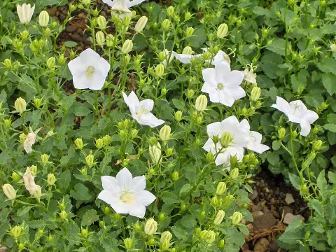 Kárpáti harangvirág / Campanula carpatica 'Jenny'