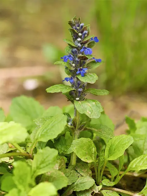 Indás ínfű / Ajuga reptans BEST BUDDIES® 'Caramel'
