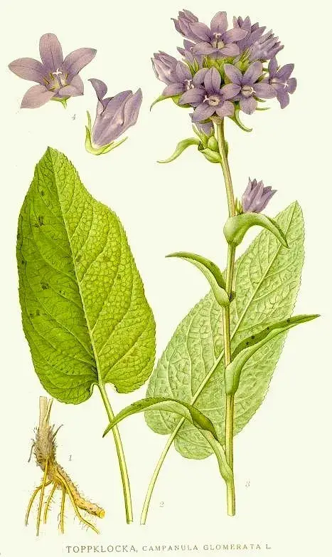 Csomós harangvirág / Campanula glomerata 'Genti Blue'