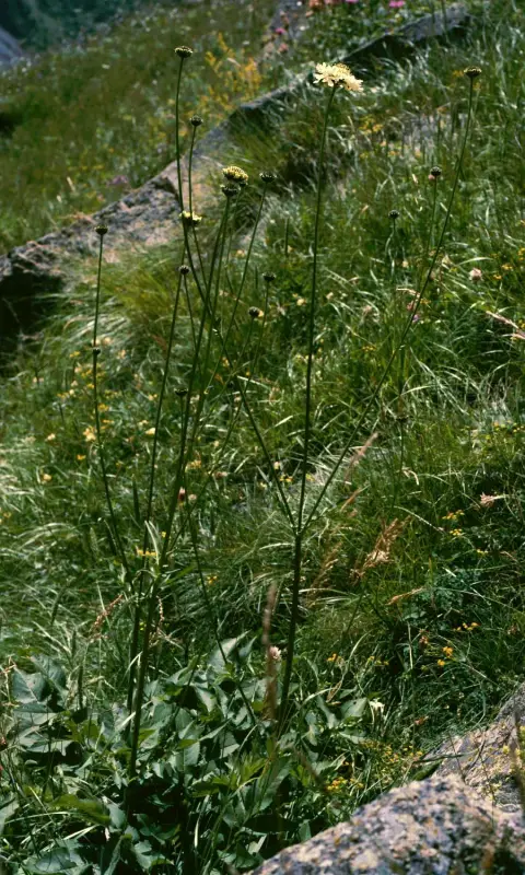 Óriás fejvirág / Cephalaria gigantea