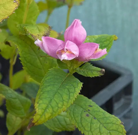 Csinos gerlefej / Chelone obliqua