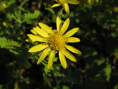 Kerti margitvirág / Chrysanthemum × indicum 'Kleiner Bernstein'