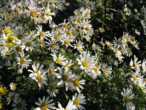 Zawadzki-krizantém / Chrysanthemum zawadzkii