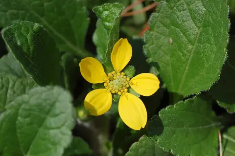Aranykosárka  / Chrysogonum virginianum