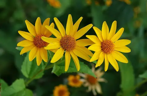 Menyecskeszem / Coreopsis 'Solar Fancy'