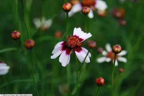 Törpe menyecskeszem / Coreopsis rosea 'American Dream'