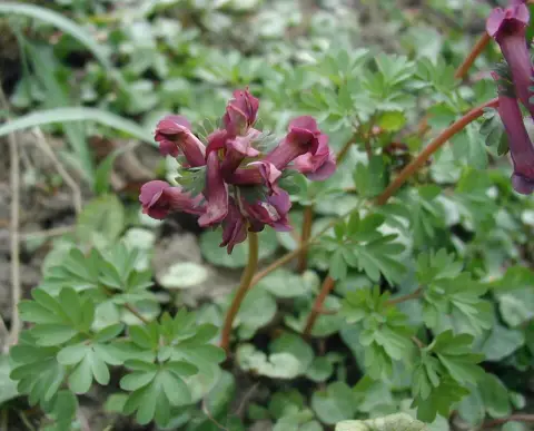 Keltike / Corydalis 'Porcelain Blue'