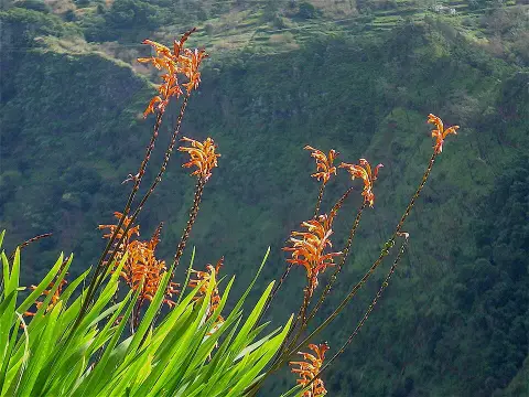 Sáfrányfű / Crocosmia NOVA 'Gold Dragon®'