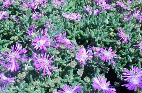 Bíborvörös kristályvirág / Delosperma cooperi OCEAN SUNSET 'Orange Vibe'