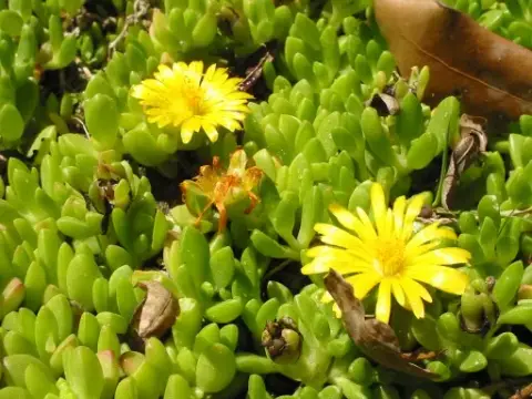 Sárga kristályvirág / Delosperma nubigenum