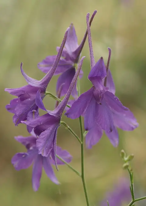 Szarkaláb / Delphinium PARAMO® 'Rosa'