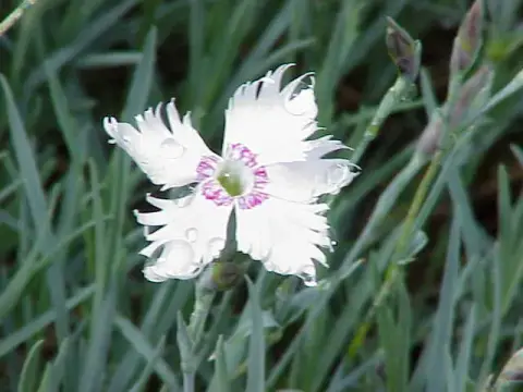 Szegfű / Dianthus 'Whatfield Wisp'