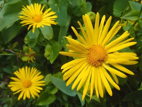 Keleti zergevirág / Doronicum orientale LEONARDO 'Compact'