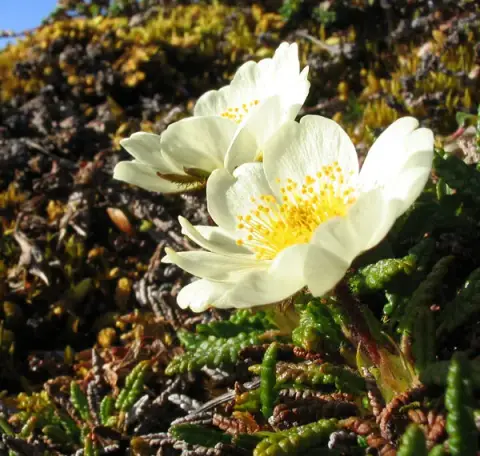 Havasi magcsákó / Dryas octopetala